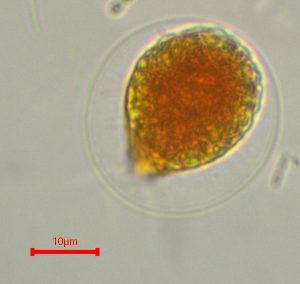 Tế bào vi tảo Haematococcus tích sắc tố đỏ astaxanthin