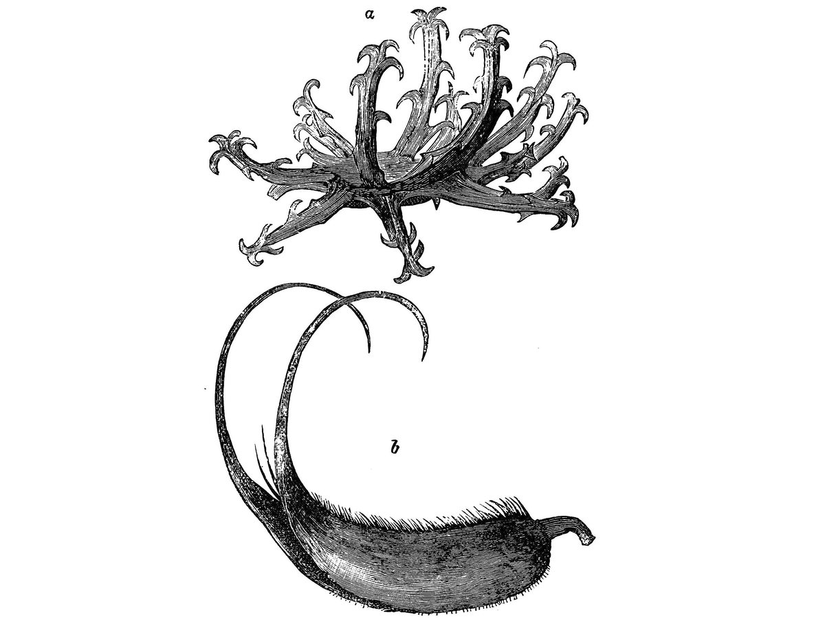 Cây móng quỷ – Harpagophytum procumbens, nguồn nguyên liệu chiết xuất