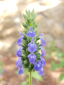 Cây hạt chia (Salvia hispanica)