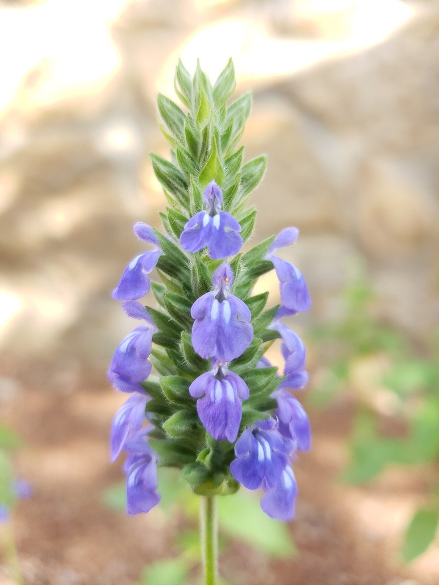 Cây hạt chia (Salvia hispanica)