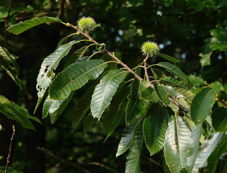 Cây hạt dẻ châu Âu (Castanea sativa)