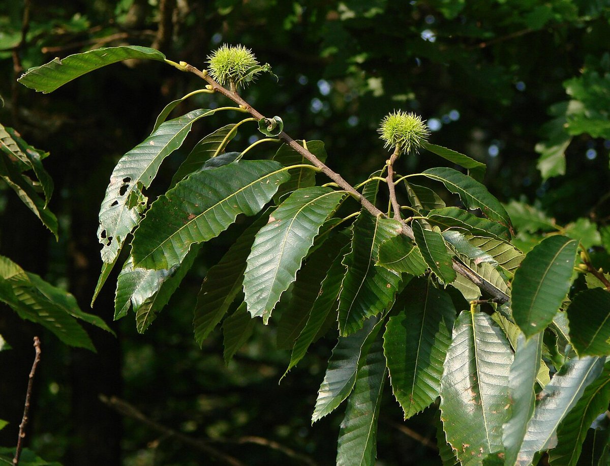 Cây hạt dẻ châu Âu (Castanea sativa)