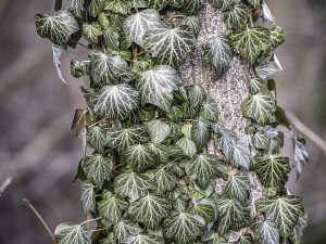 Cây thường xuân – Hedera helix, nguồn nguyên liệu chiết xuất