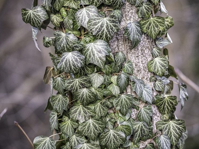 Cây thường xuân – Hedera helix, nguồn nguyên liệu chiết xuất