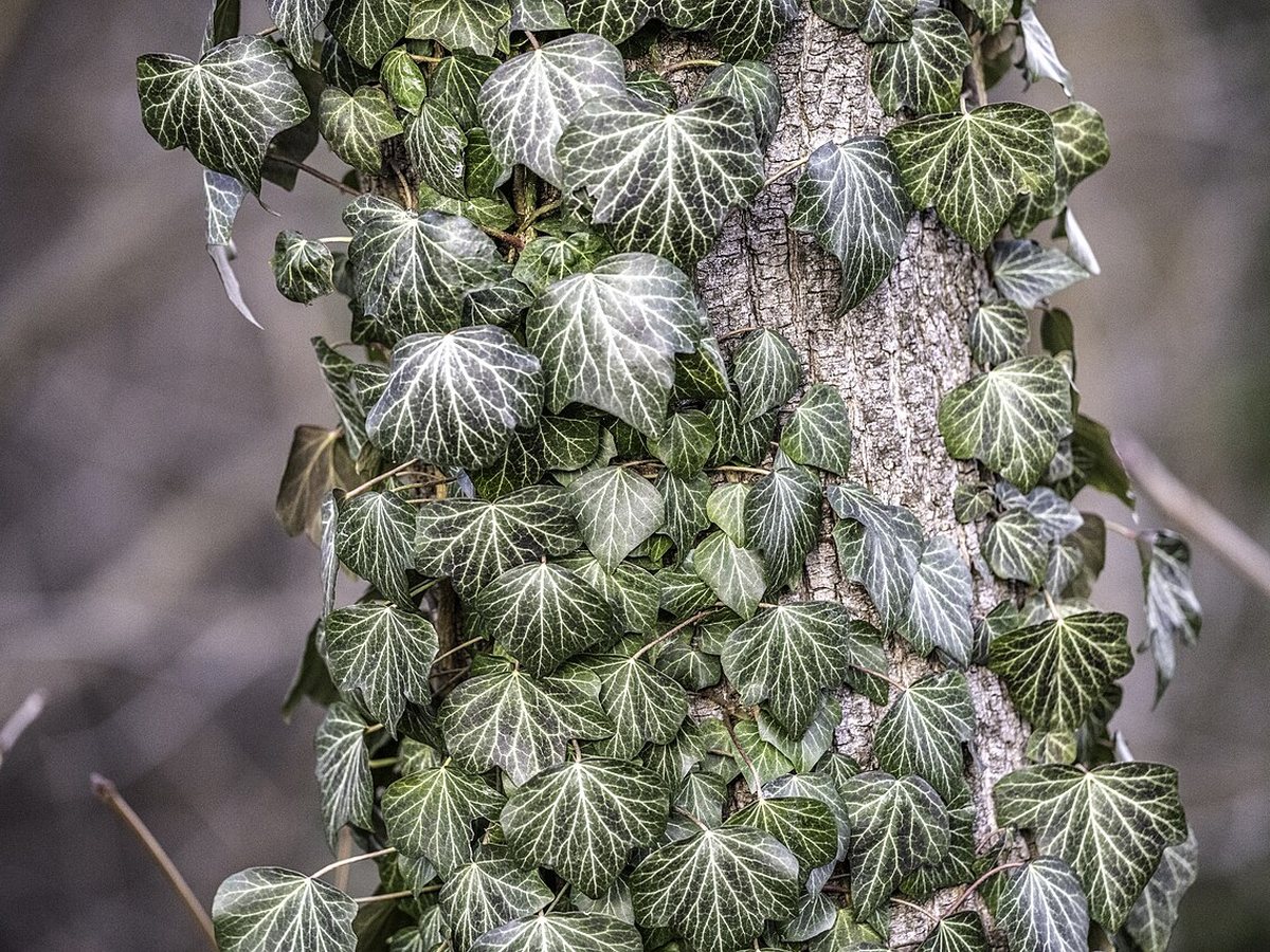 Cây thường xuân – Hedera helix, nguồn nguyên liệu chiết xuất