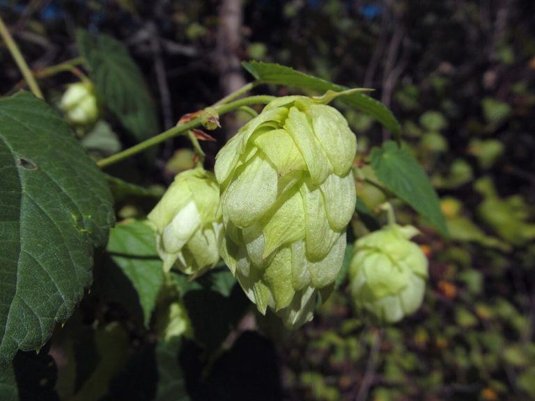 Cây hoa bia (hublông) (Humulus lupulus)