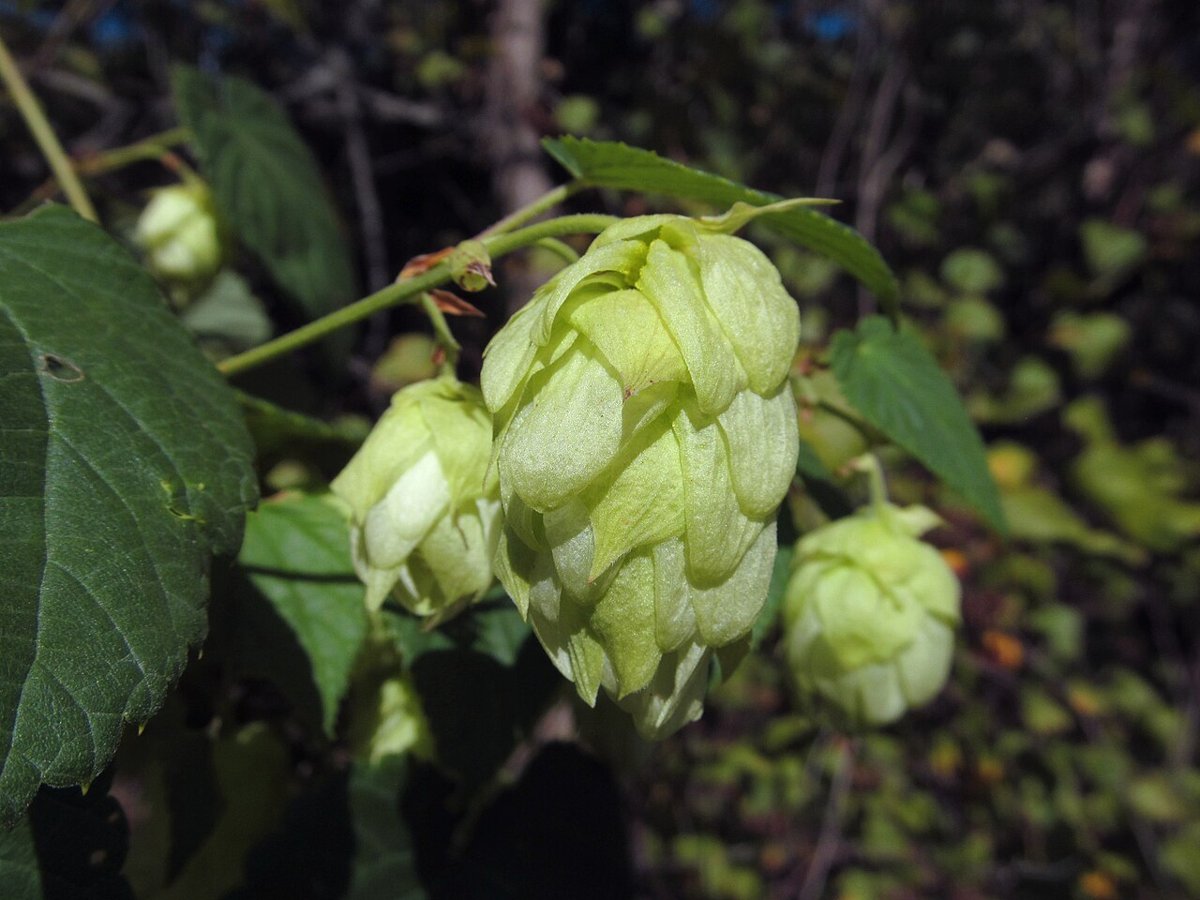 Cây hoa bia (hublông) (Humulus lupulus)