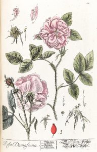 Cây hoa hồng Damask (Rosa × damascena)