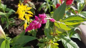 Cây hoa mào gà (Celosia argentea)