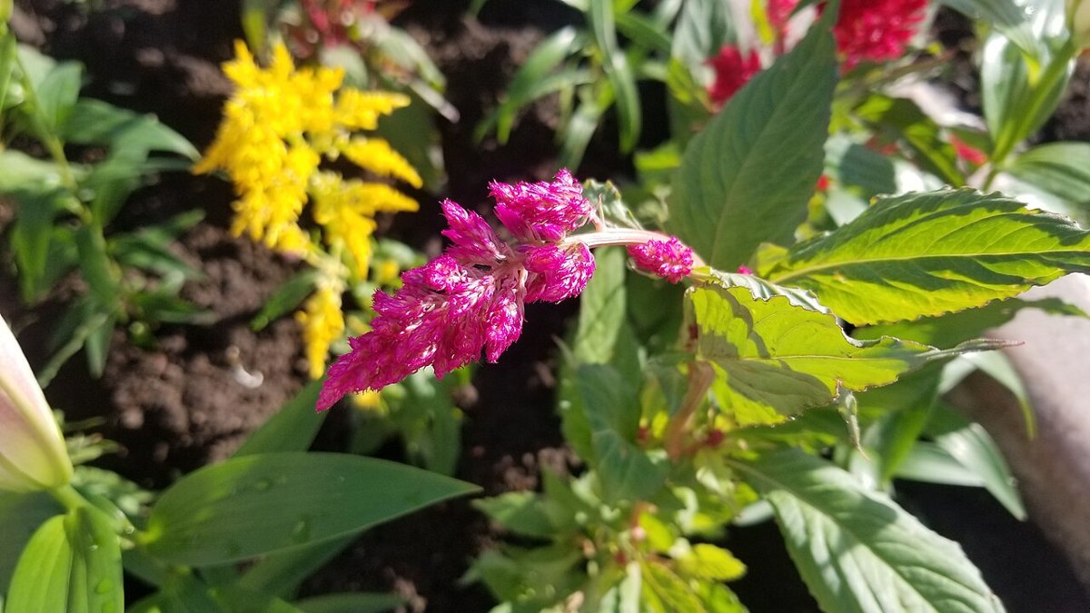 Cây hoa mào gà (Celosia argentea)