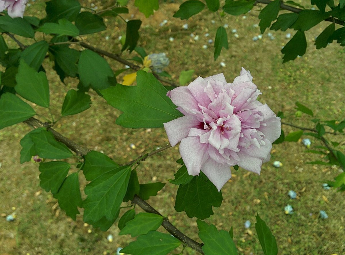 Cây bụp Hàn Quốc (mugunghwa) (Hibiscus syriacus)
