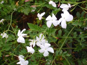 Cây nhài thường (Jasminum officinale)