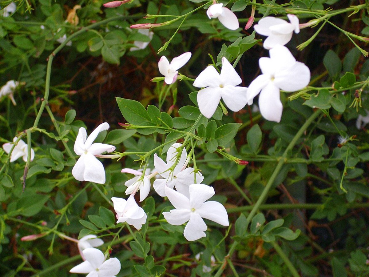 Cây nhài thường (Jasminum officinale)