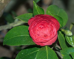 Cây hoa trà my (Camellia japonica)