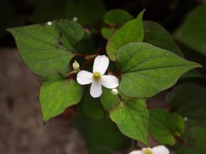 Cây diếp cá – Houttuynia cordata, nguồn nguyên liệu chiết xuất