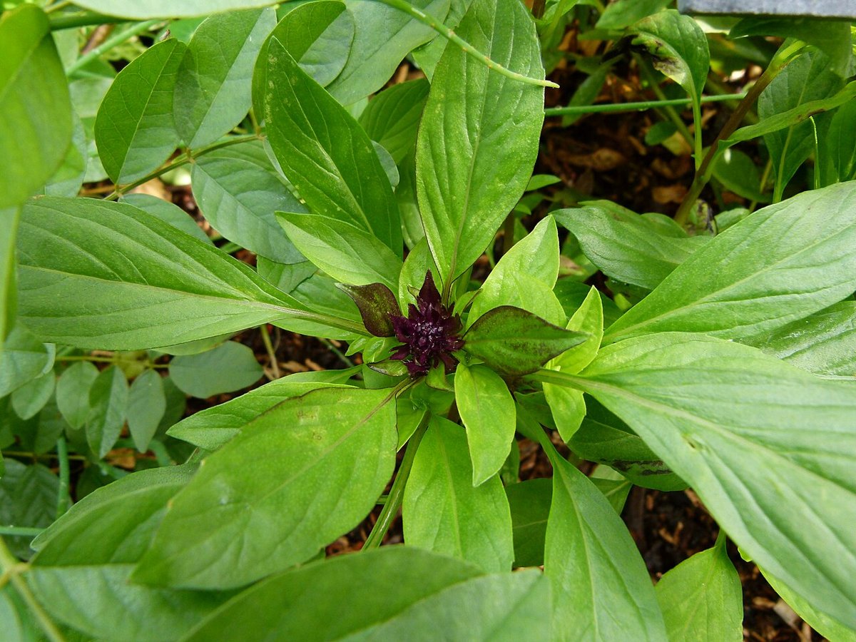 Cây húng quế (Ocimum basilicum)