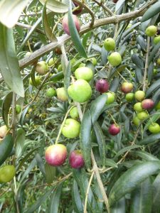 Cây ô liu – Olea europaea, nguồn nguyên liệu chiết xuất