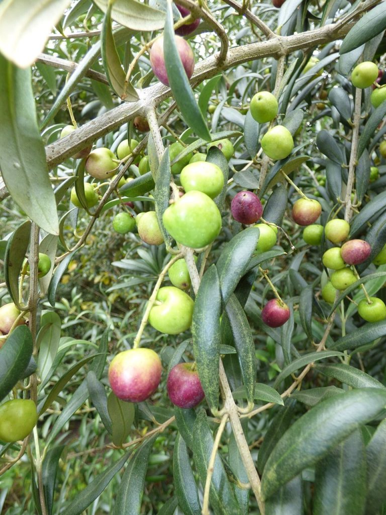 Cây ô liu – Olea europaea, nguồn nguyên liệu chiết xuất