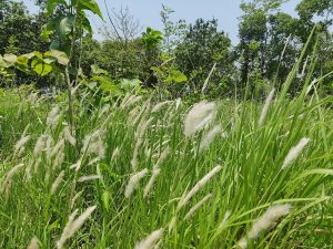 Cây bạch mao căn – Imperata cylindrica, nguồn nguyên liệu chiết xuất