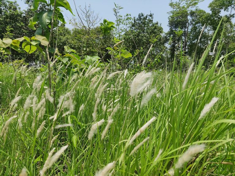 Cây bạch mao căn – Imperata cylindrica, nguồn nguyên liệu chiết xuất