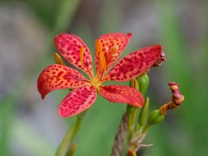 Cây xạ can – Iris domestica, nguồn nguyên liệu chiết xuất