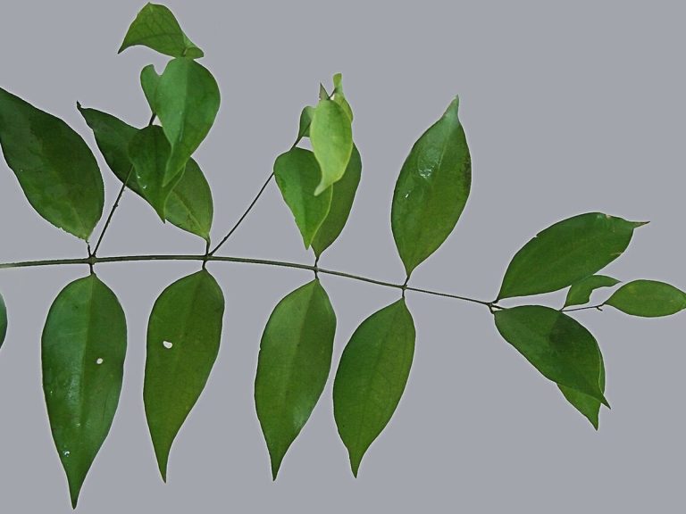 Cây chè vằng – Jasminum subtriplinerve, nguồn nguyên liệu chiết xuất