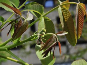 Cây óc chó – Juglans regia, nguồn nguyên liệu chiết xuất