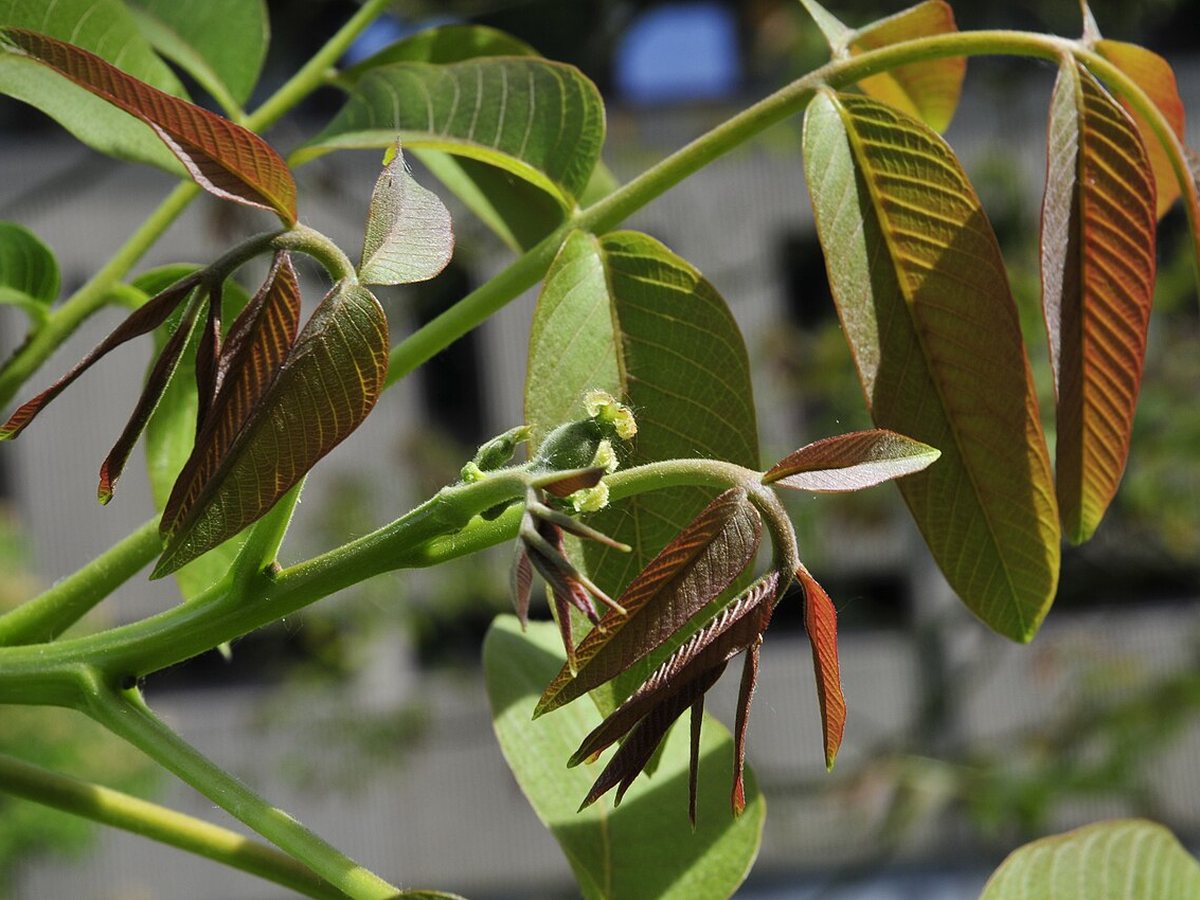 Cây óc chó – Juglans regia, nguồn nguyên liệu chiết xuất