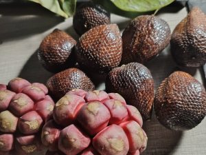 Cây na rừng – Kadsura coccinea, nguồn nguyên liệu chiết xuất