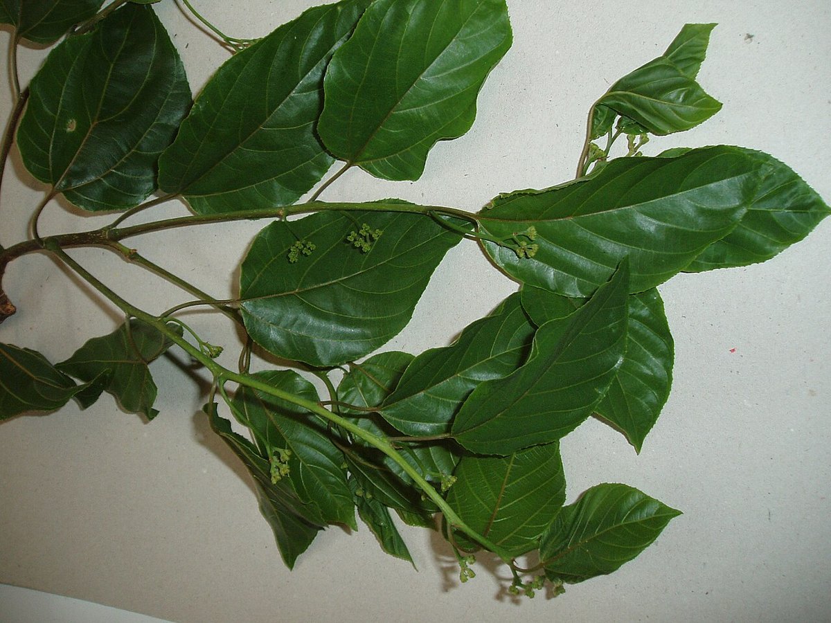Cây khúng khéng (Hovenia dulcis)