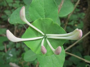 Cây kim ngân châu Âu (Lonicera caprifolium)