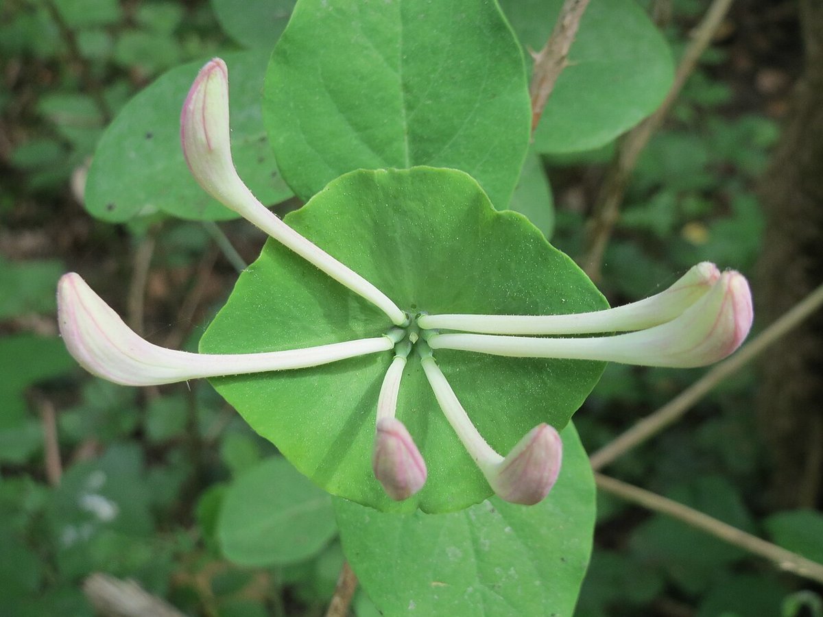 Cây kim ngân châu Âu (Lonicera caprifolium)