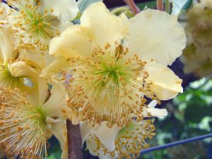 Cây kiwi (Actinidia chinensis)