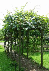 Cây kiwi (Actinidia chinensis)