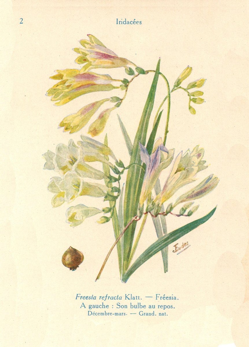 Cây lan Nam Phi (Freesia refracta)