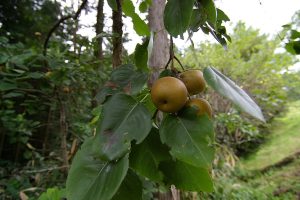 Cây lê châu Á (Pyrus pyrifolia)