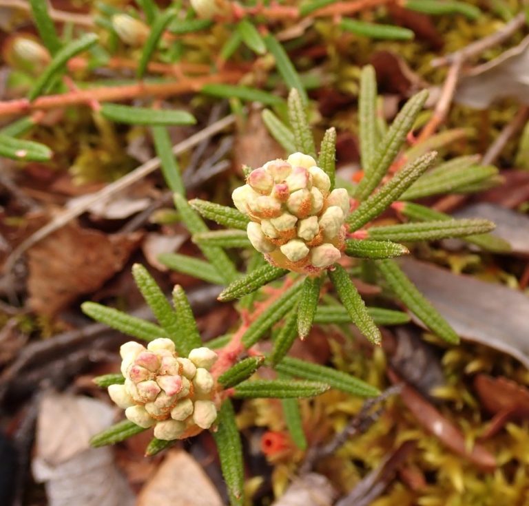Cây hương thảo đầm lầy (Ledum) (Rhododendron tomentosum)
