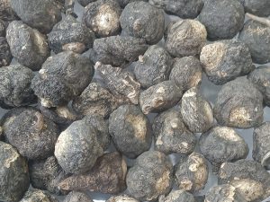 Cây Maca – Lepidium meyenii, nguồn nguyên liệu chiết xuất