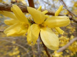 Cây liên kiều (Forsythia suspensa)