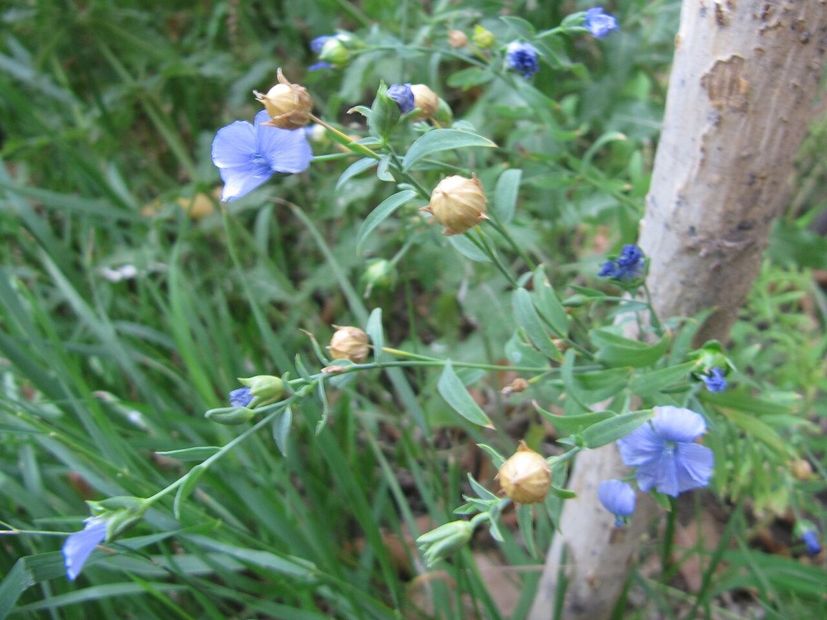 Cây lanh (Linum usitatissimum)
