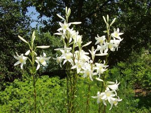 Cây loa kèn trắng (Lilium candidum)