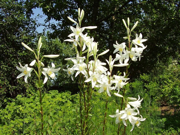 Cây loa kèn trắng (Lilium candidum)