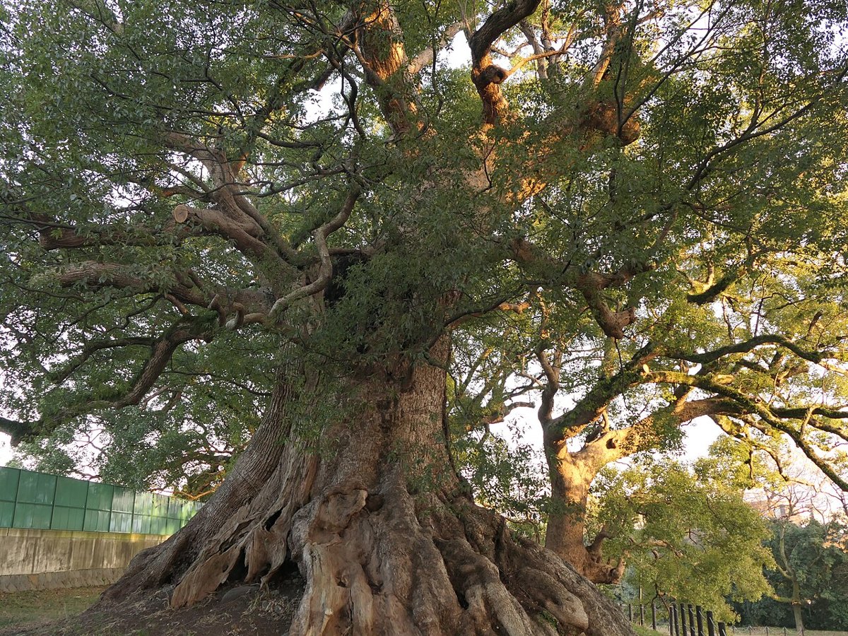 Cây long não (Cinnamomum camphora)
