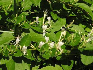 Cây kim ngân hoa – Lonicera japonica, nguồn nguyên liệu chiết xuất