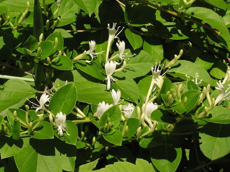 Cây kim ngân hoa – Lonicera japonica, nguồn nguyên liệu chiết xuất