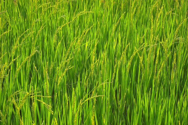 Cây lúa gạo (Oryza sativa)