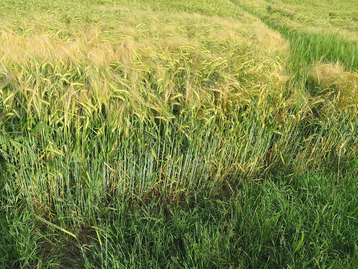 Cây lúa mạch (Hordeum vulgare)