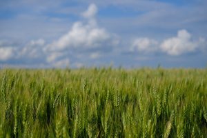 Cây lúa mì (Triticum aestivum)