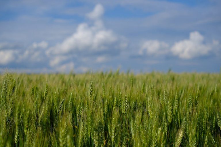 Cây lúa mì (Triticum aestivum)