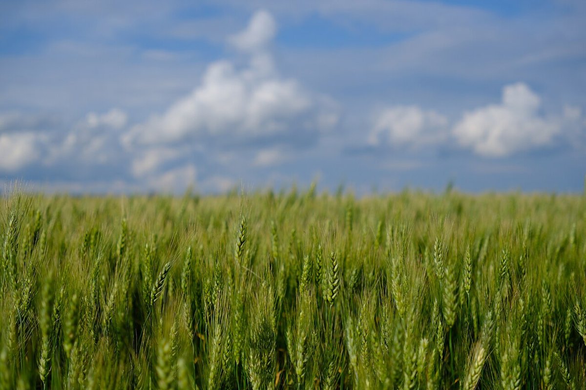 Cây lúa mì (Triticum aestivum)